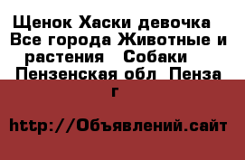 Щенок Хаски девочка - Все города Животные и растения » Собаки   . Пензенская обл.,Пенза г.